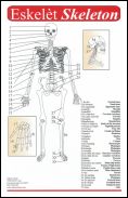 Chart: Skeletal, muscular, Circulatory